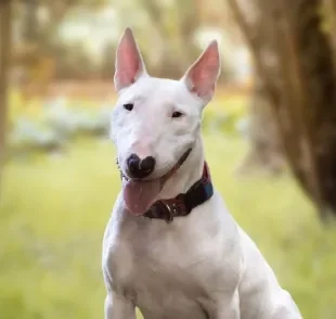 Tatuagem em cachorro é considerado crueldade animal 