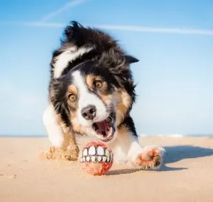 Cachorro com pelo arrepiado nem sempre é sinal de ataque