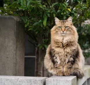 O gato Siberiano chama a atenção pela sua pelagem exuberante