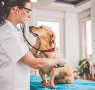 O Dia do Médico Veterinário é comemorado todo 9 de setembro 