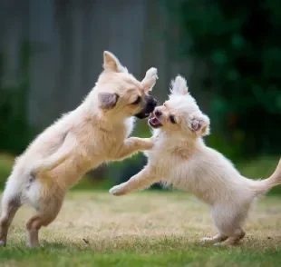 Cachorro brincando tem comportamento diferente de um cachorro brigando