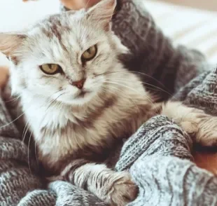 Os principais sintomas de alergia a gato são nariz entupido e espirros 