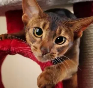 O arranhador para gatos é importante para o bichano desestressar