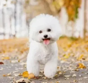 Conheça o Bichon Frisé, uma raça de cachorro pequeno que é super apaixonante