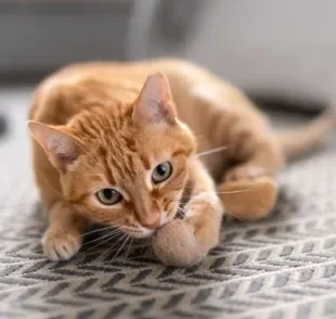 As bolas de pelo em gatos podem gerar vários problemas de saúde