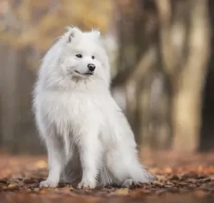 O cachorro peludo sente frio, mas a intensidade vai depender do tipo da pelagem