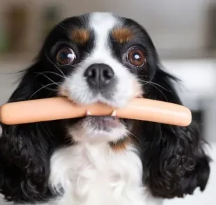 Já se perguntou se cachorro pode comer salsicha? A resposta é não!