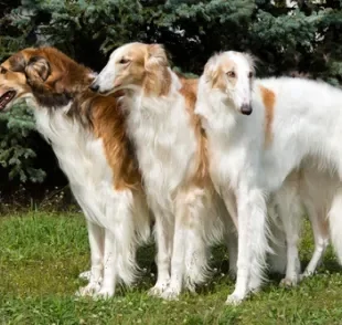 Cachorro com focinho longo: o Borzoi tem um dos maiores focinhos