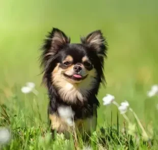 O Chihuahua mini é sinônimo de coragem, lealdade e companheirismo