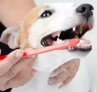 Veja dicas de como escovar os dentes do seu cachorro