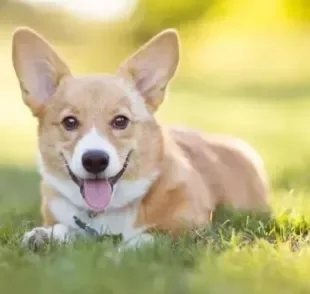 O Corgi é conhecido como o cachorro da Rainha. Elizabeth II era apaixonada pela raça!