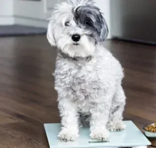 A dieta para cachorro que está acima do peso deve ser supervisionada por um profissional