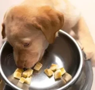 Frutas que cachorro pode comer podem, inclusive, trazer benefícios para a saúde do cão