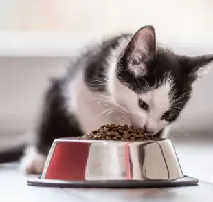 O gato comendo muito rápido ou em grandes quantidades pode ter problemas digestivos