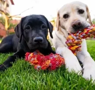 Nome de cachorro macho: veja algumas sugestões para chamar o seu novo amigo de quatro patas!