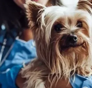 O plano de saúde para cachorro pode ter diferentes modalidades