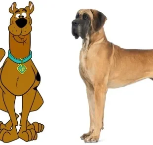 A raça do Scooby Doo é Dogue Alemão, um dos maiores cachorros que existem