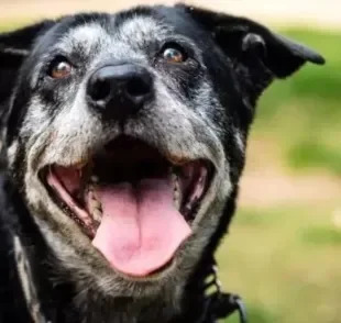 Qualidade da ração para cachorro idoso é importante para a manutenção da saúde do animal