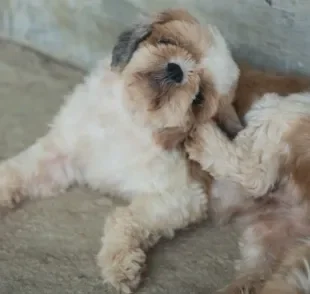 Notou seu Shih tzu se coçando muito? Alergia normalmente é a causa mais comum