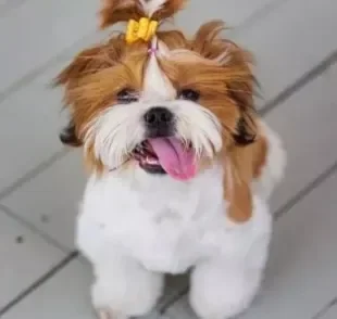 O Shih Tzu é uma raça de cachorro super companheira e tranquila, mas que tem um lado brincalhão