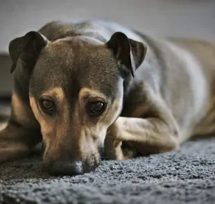 O cachorro com leishmaniose apresenta fraqueza e perda de peso