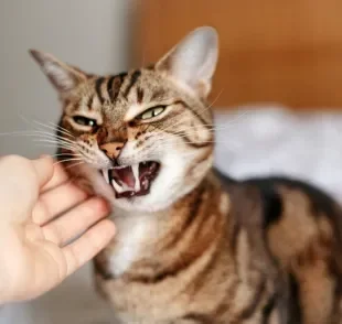 Saber como desestressar um gato vai garantir a ele uma vida mais feliz e longa