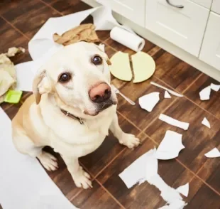 O cachorro pode ficar sozinho por poucas horas e isso depende da personalidade dele