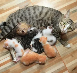 Será que a mãe sente falta dos filhotes gatos após adoção?
