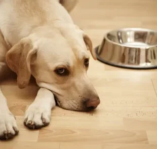 Saber como alimentar cachorro com doença do carrapato é indispensável para cuidar da saúde do animal