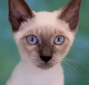 As características do gato Siamês são facilmente passadas geneticamente durante o cruzamento