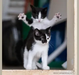  Foto de gatos engraçados leva prêmio principal