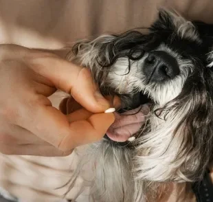 O corticoide para cachorro é muito indicado para inflamações e alergias