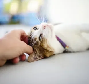 Um gato feliz apresenta alguns comportamentos específicos 