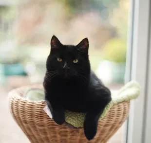 O gato preto é muito dócil e amoroso com os tutores