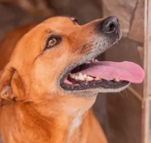 A adoção de cachorro deve ser muito bem planejada em vários aspectos