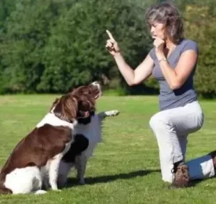 O apito para cachorro pode ser um aliado no adestramento, mas é preciso seguir o treinamento correto para funcionar