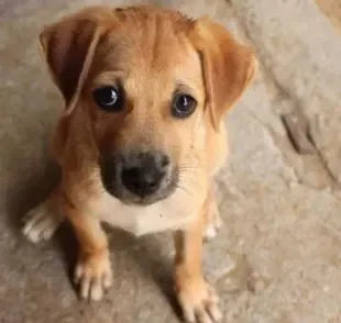 Berne em cachorro: saiba como curar e os cuidados necessários para impedir que o problema apareça no seu pet!