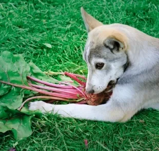 Beterraba: pode dar para cachorro? Confira se é um alimento liberado!