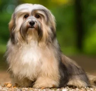 O Bichon Havanês é um cachorro pequeno e peludo muito adorável