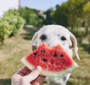 Melancia: pode dar para cachorro? Veja se a fruta é liberada para o seu pet!