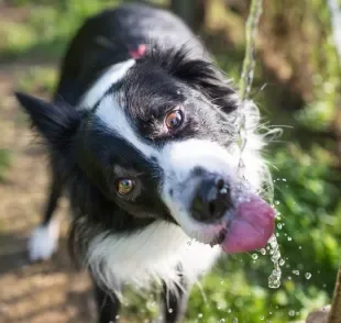 Cachorro sente calor e precisa beber bastante água em dias quentes