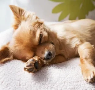 Cachorro sonhando pode ter pesadelos e espasmos