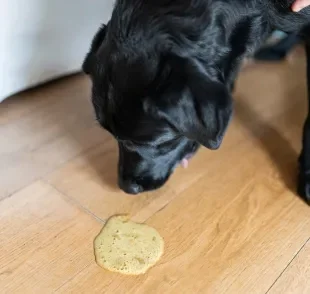 Cachorro vomitando amarelo pode ser sinal de estômago vazio 