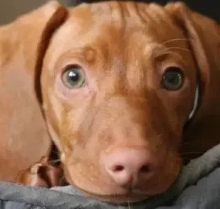 O cachorro chorando pode ser um sinal de uma série de coisas: descubra as possibilidades e saiba como agir