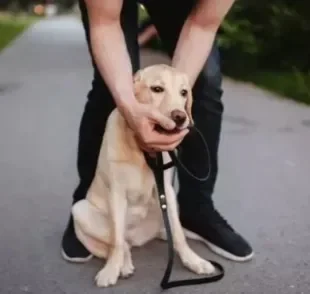 Cachorro engasgado: descubra como resolver o problema com as dicas de uma veterinária