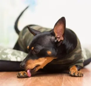 Identificar um cachorro estressado e saber como acalmá-lo é dever do tutor