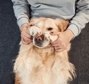 Cachorro esfregando o focinho pode ser sinal de problemas dentários 