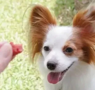 Saber se o cachorro pode comer mamão é necessário antes de incluir a fruta na dieta do pet