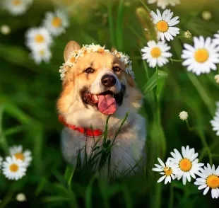 A troca de pelo do cachorro é mais intensa na primavera e outono