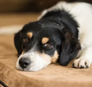 Cachorro vomitando amarelo pode significar uma série de coisas diferentes